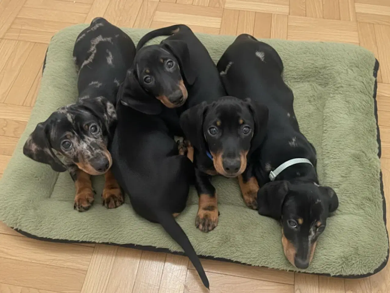 Billede 1 - Mini Gravhund/ Dachshund Hvælpe