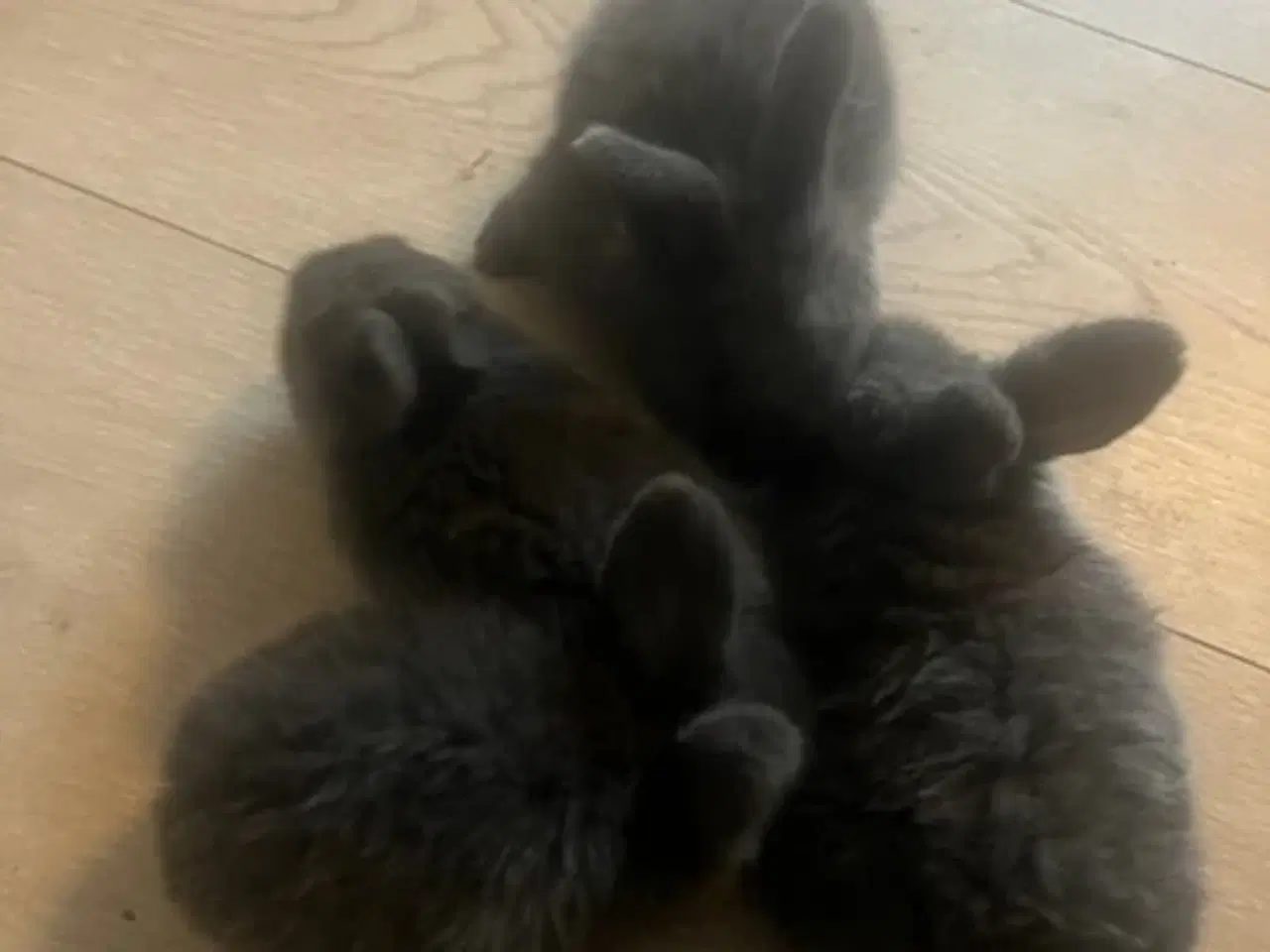 Billede 6 - Harekillinger 5 Stk.