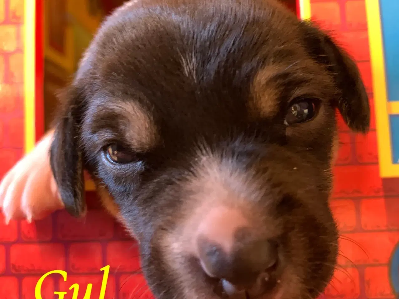 Billede 11 - Dansk svensk gårdhundehvalpe