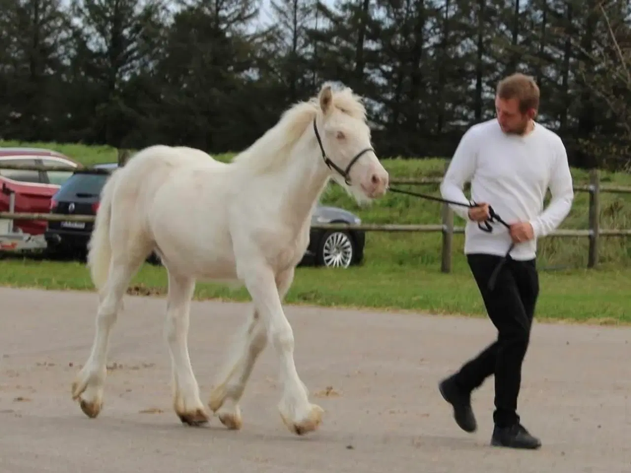 Billede 2 - Tinker hingsteplag. 