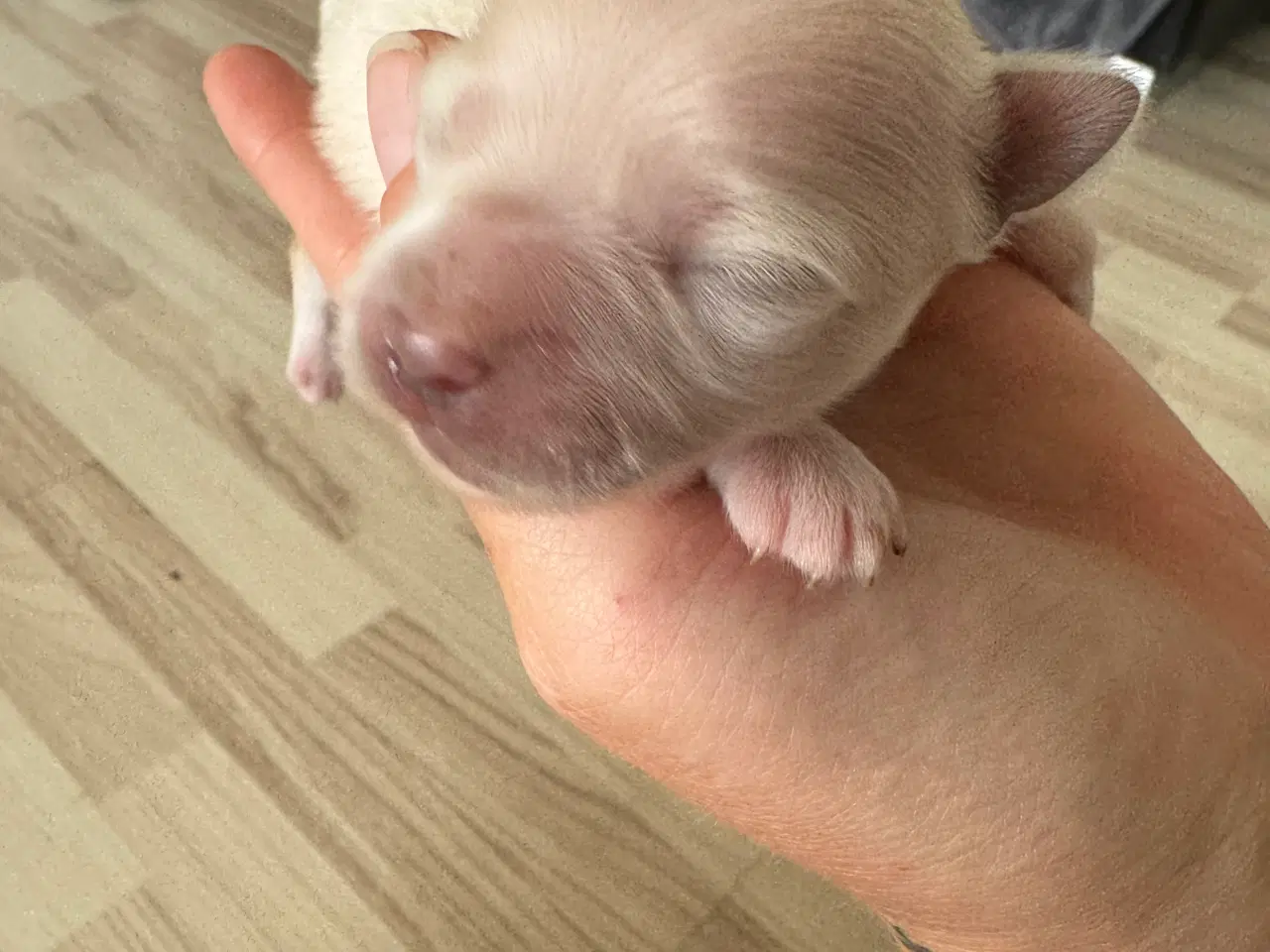 Billede 1 - Mini Chihuahua