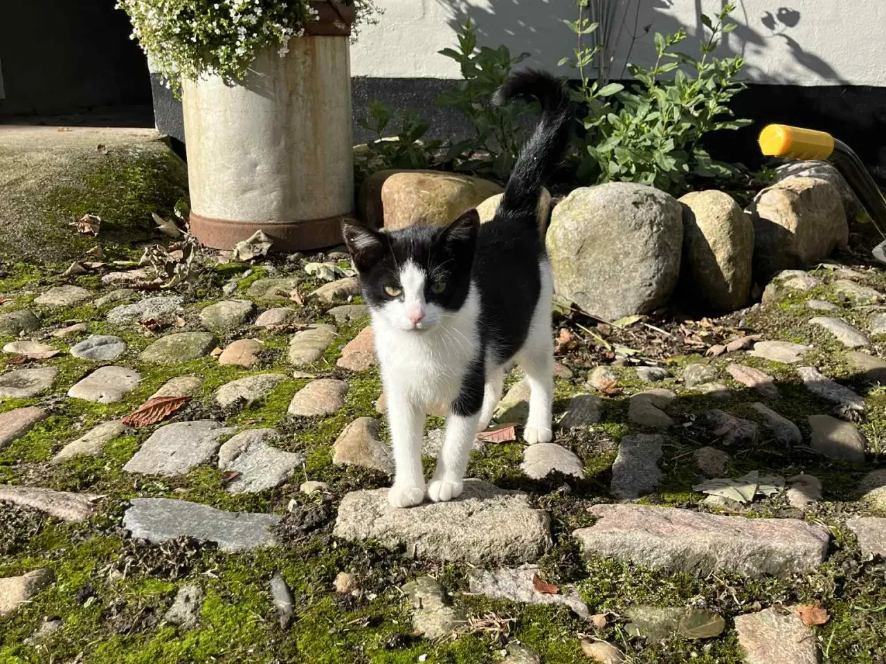 Billede 3 - Katte killing