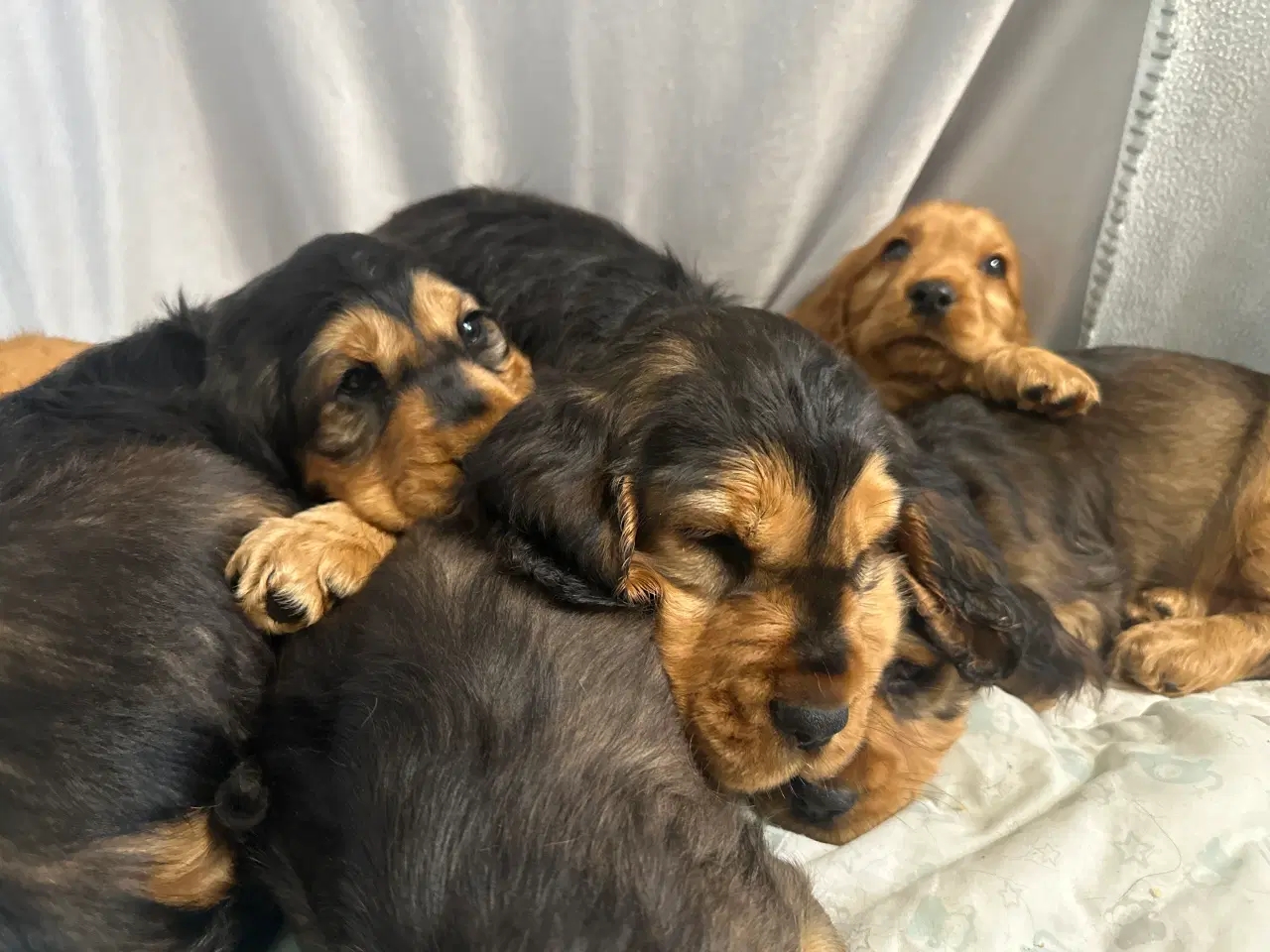 Billede 11 - Cocker spaniel 