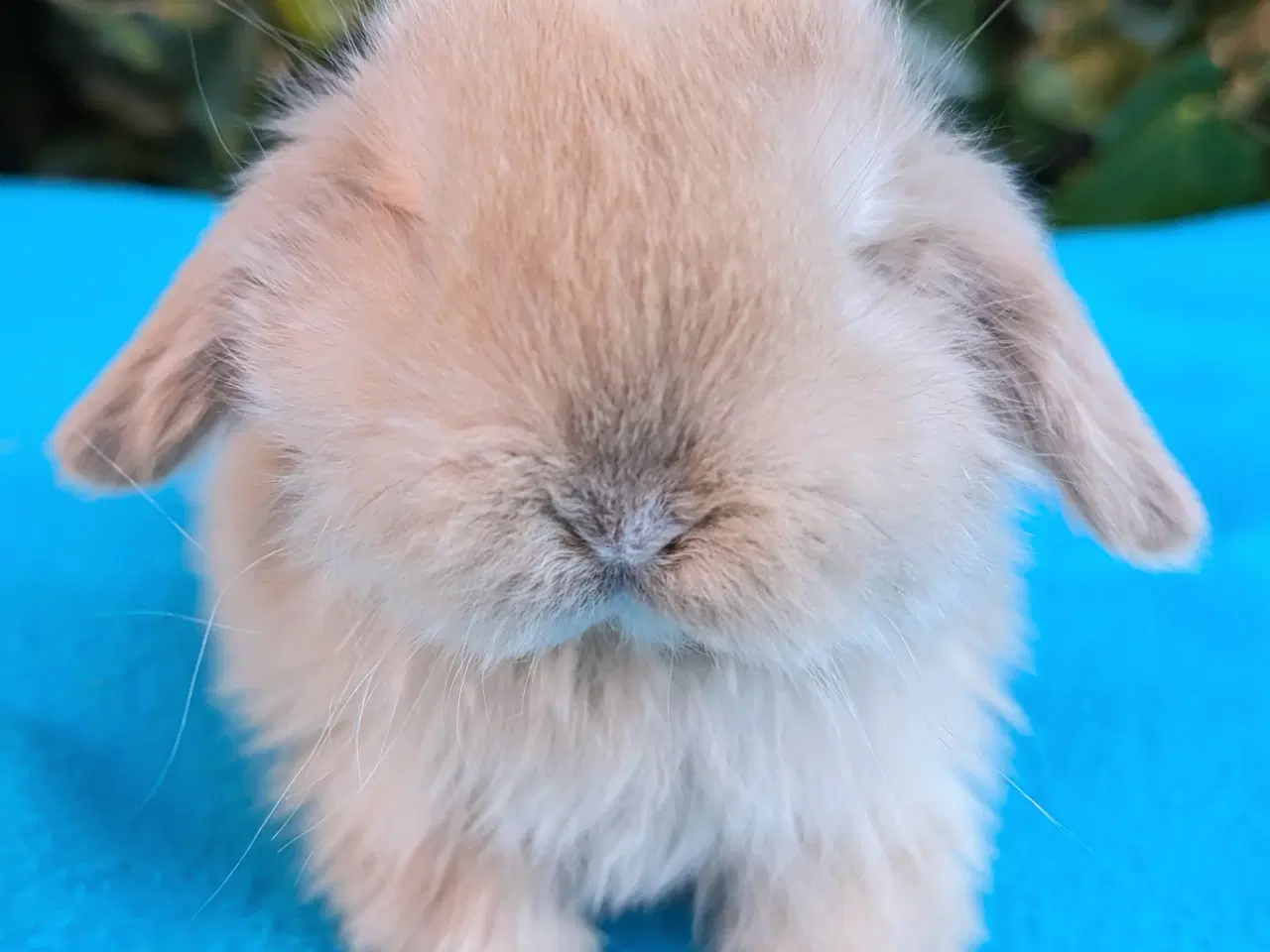 Billede 5 - Minilop kaninunge sælges 