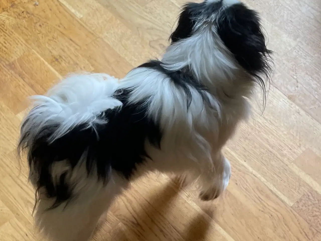 Billede 4 - Japanese Chin han unghund (16-17 mdr.)
