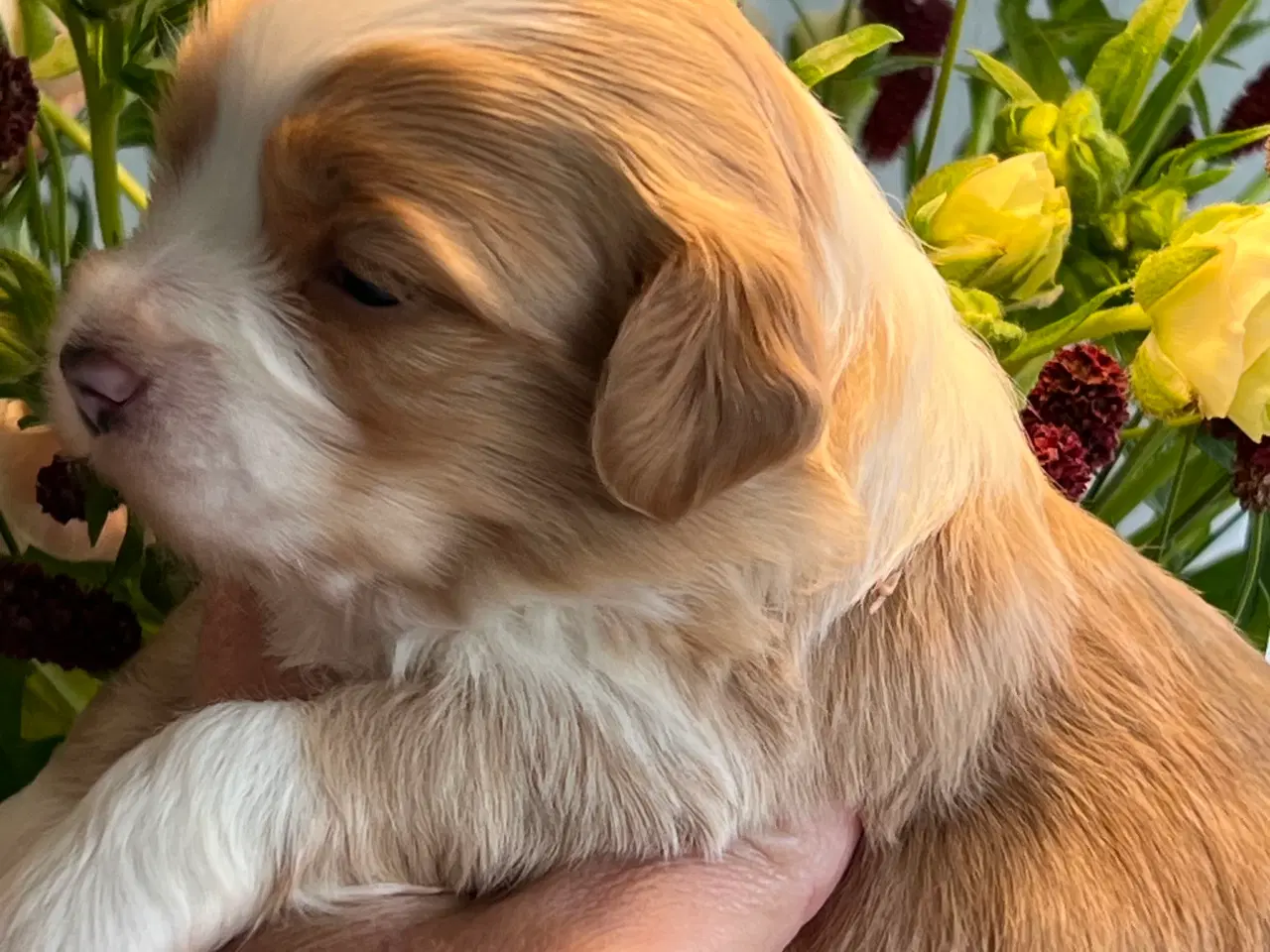 Billede 3 - Smukke Røde & Abrikos 