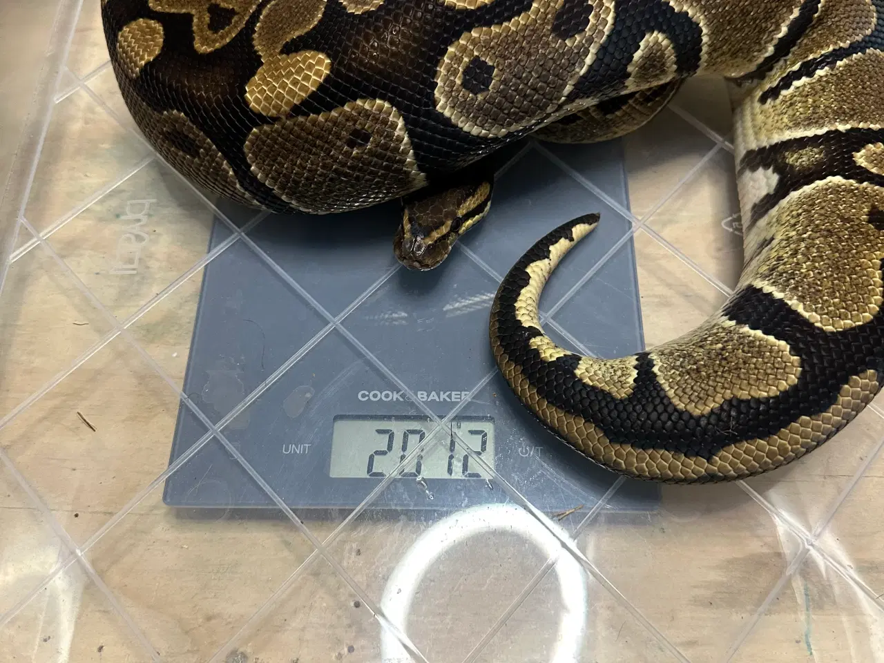 Billede 2 - Konge Python plug and play