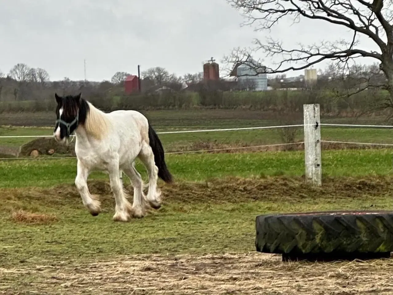 Billede 4 - Sød ung hingst byttes evt til anden hest/pony