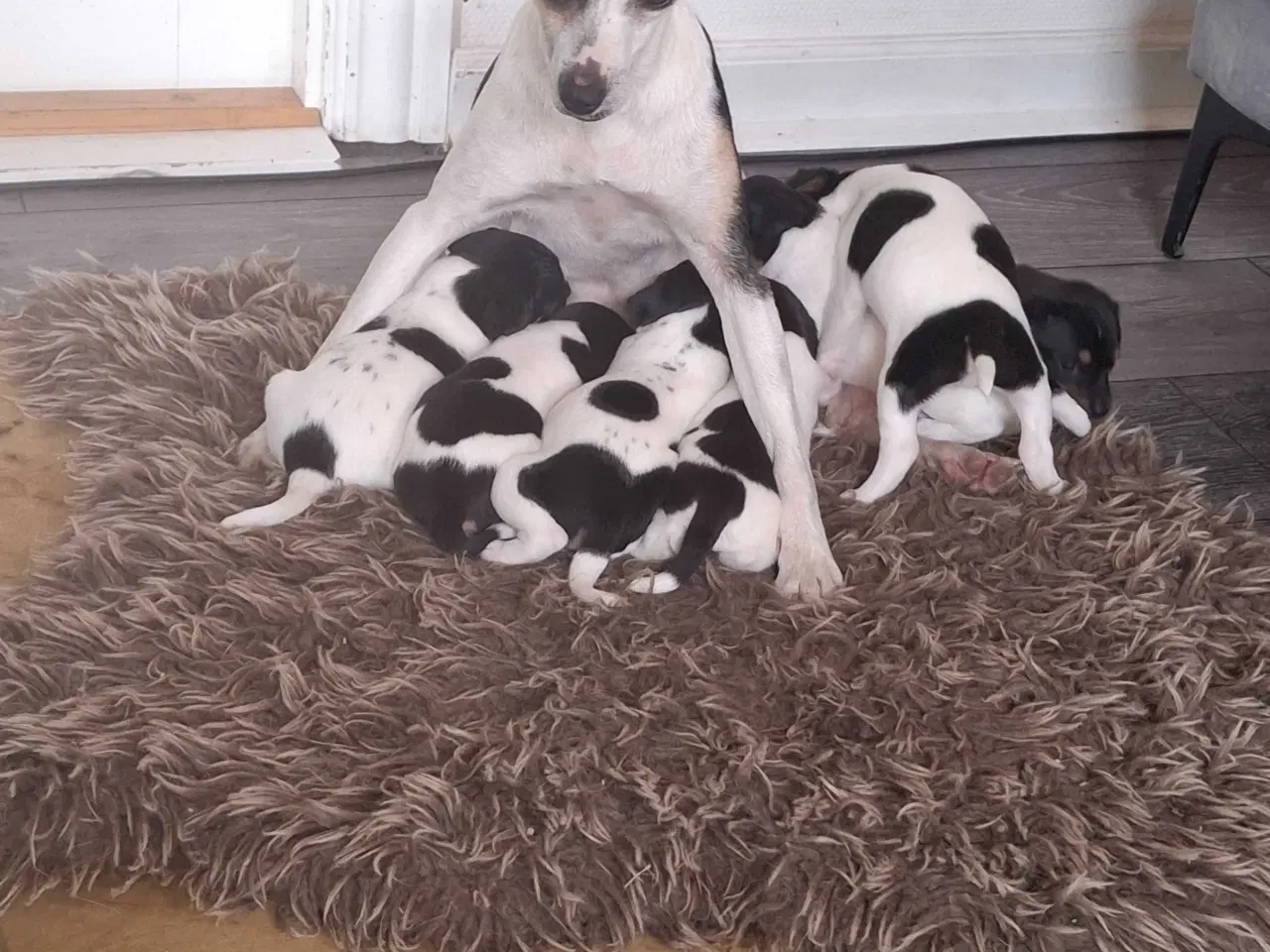 Billede 4 - Dansk svensk gårdhund (hundehvalpe)