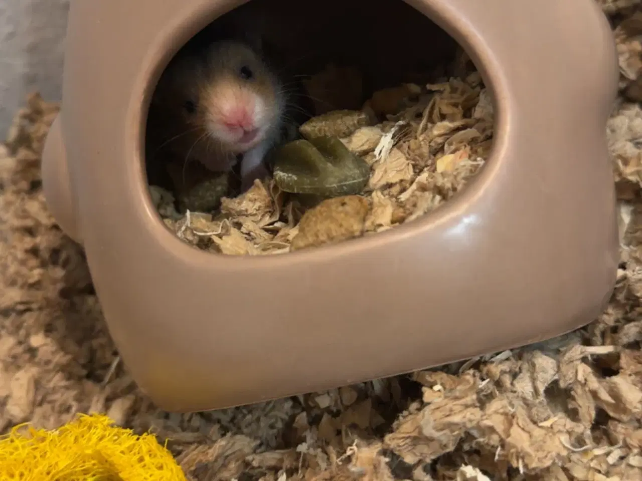 Billede 6 - Guldhamster unger