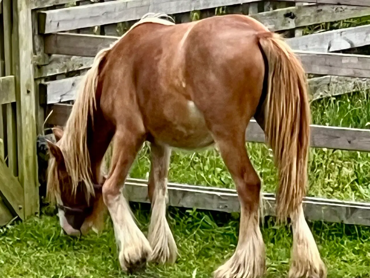 Billede 2 - MINI irish cob hoppeplag 