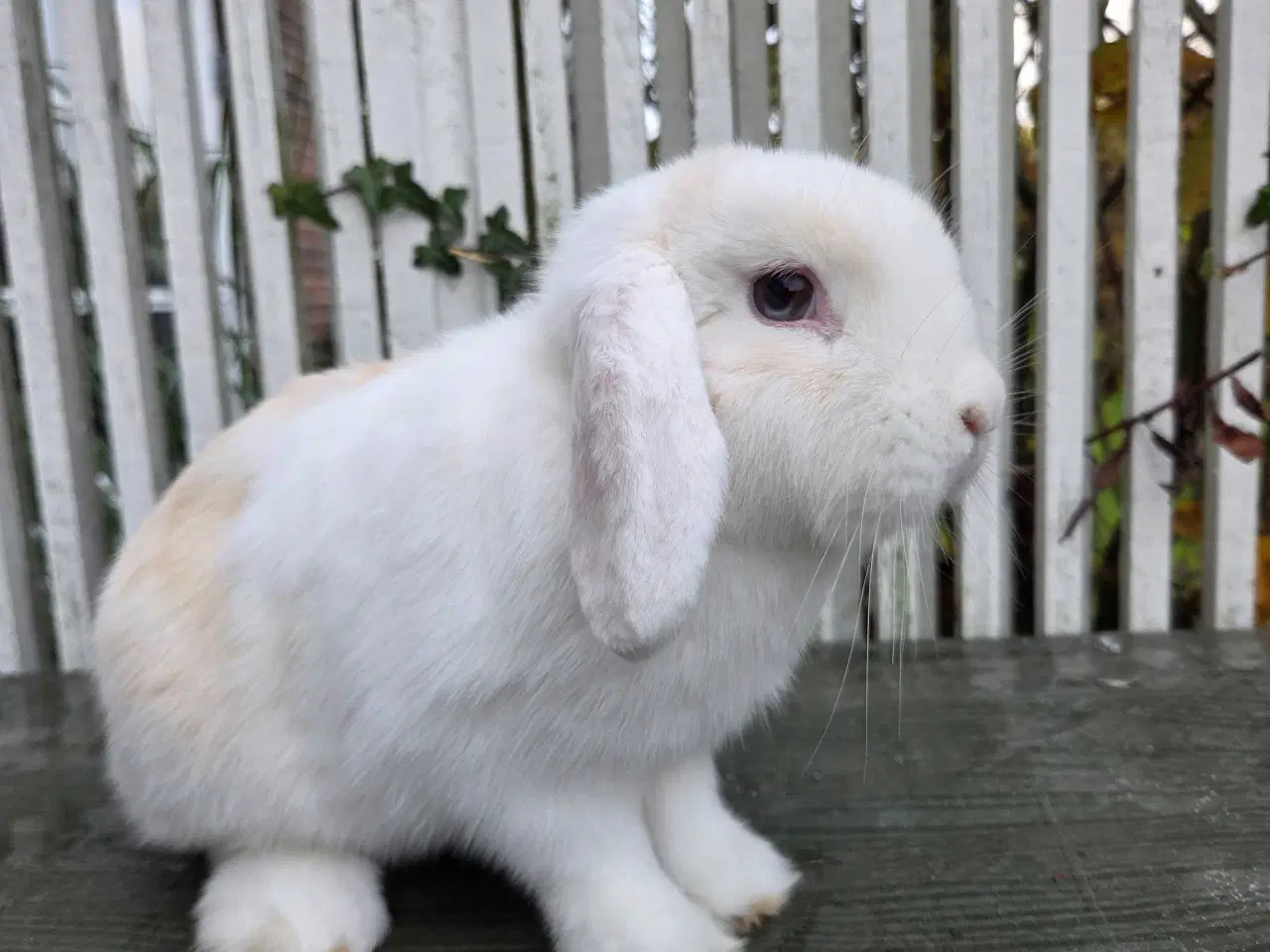 Billede 1 - Dværgvædder hun 