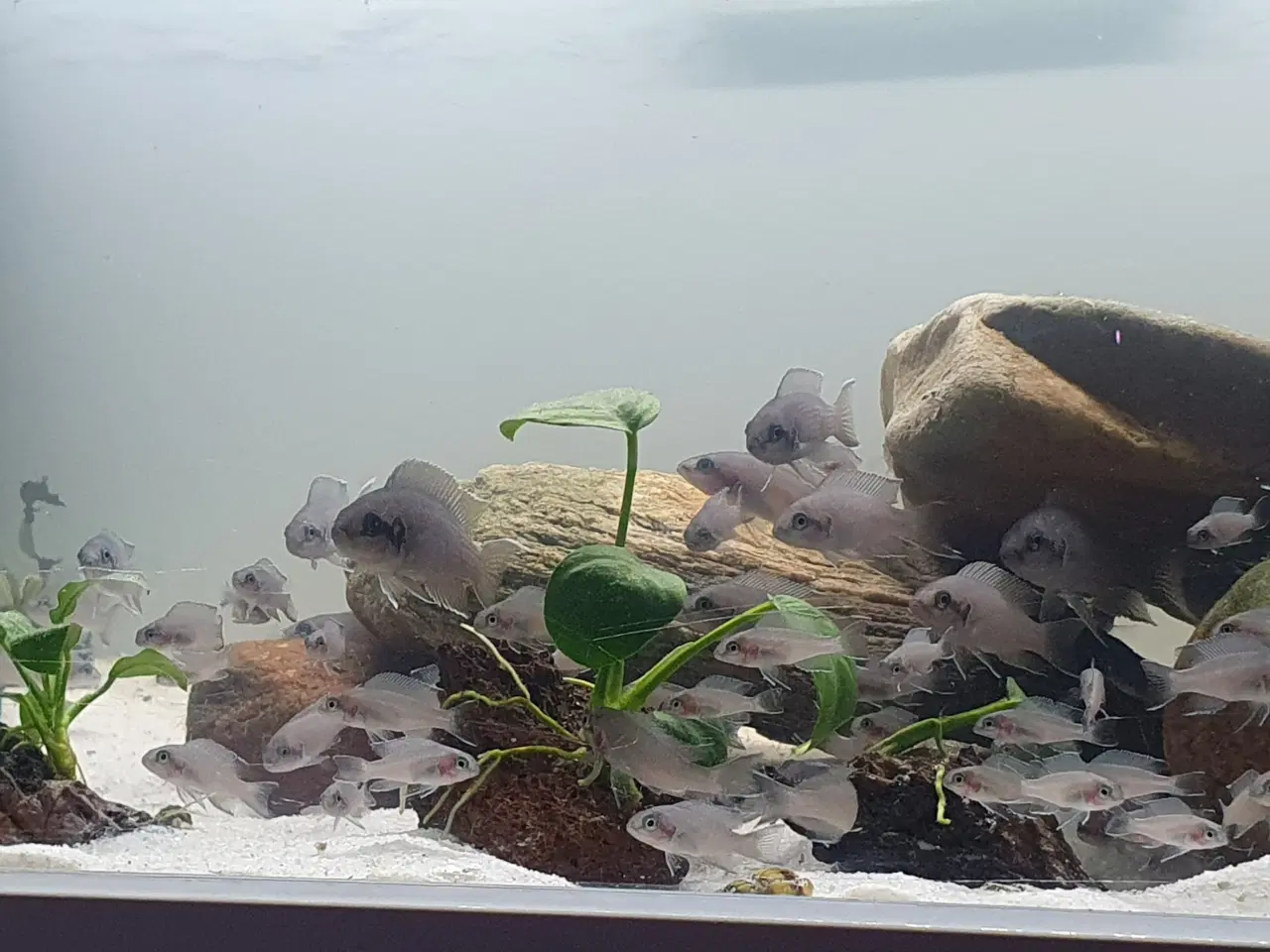 Billede 10 - Prinsessecichlider (Neolamprologus brichardi)