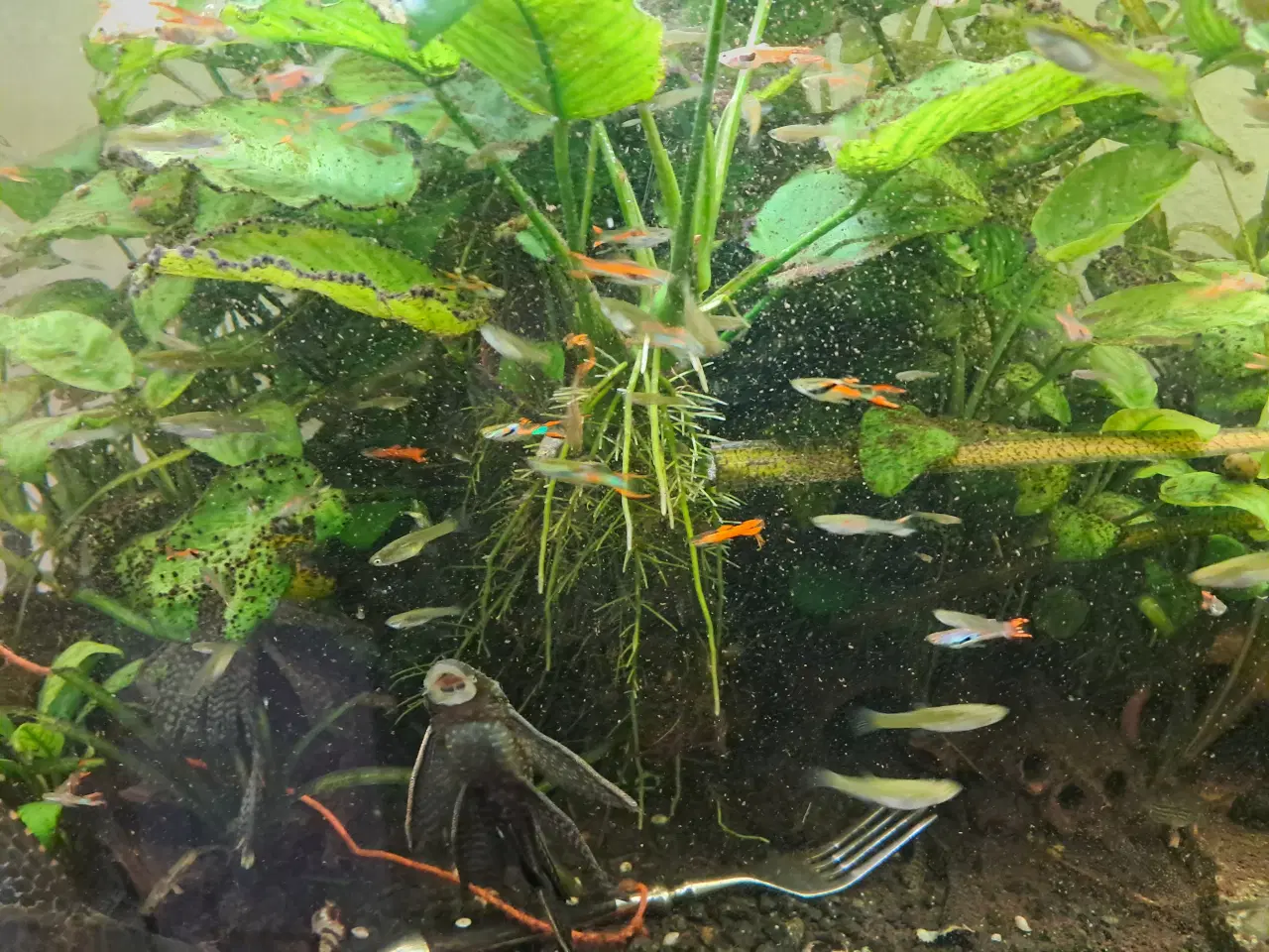 Billede 1 - Mix endler guppy super fin 