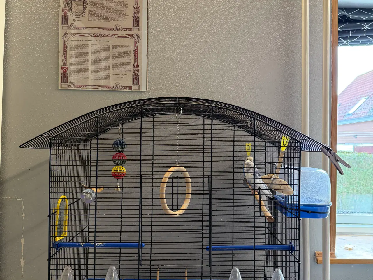 Billede 3 - To undulater med bur