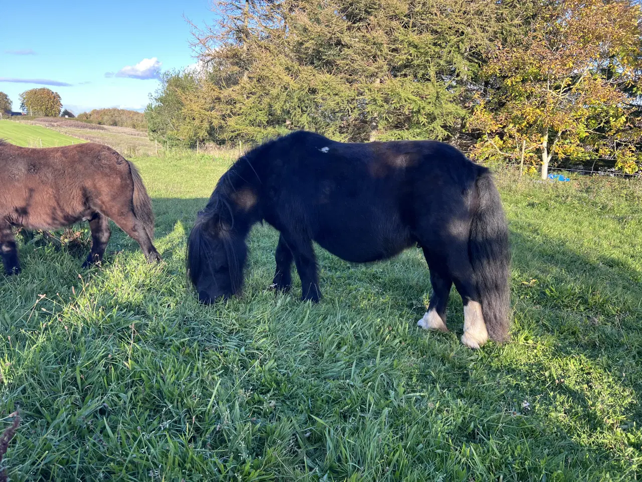 Billede 7 - Hingste føl