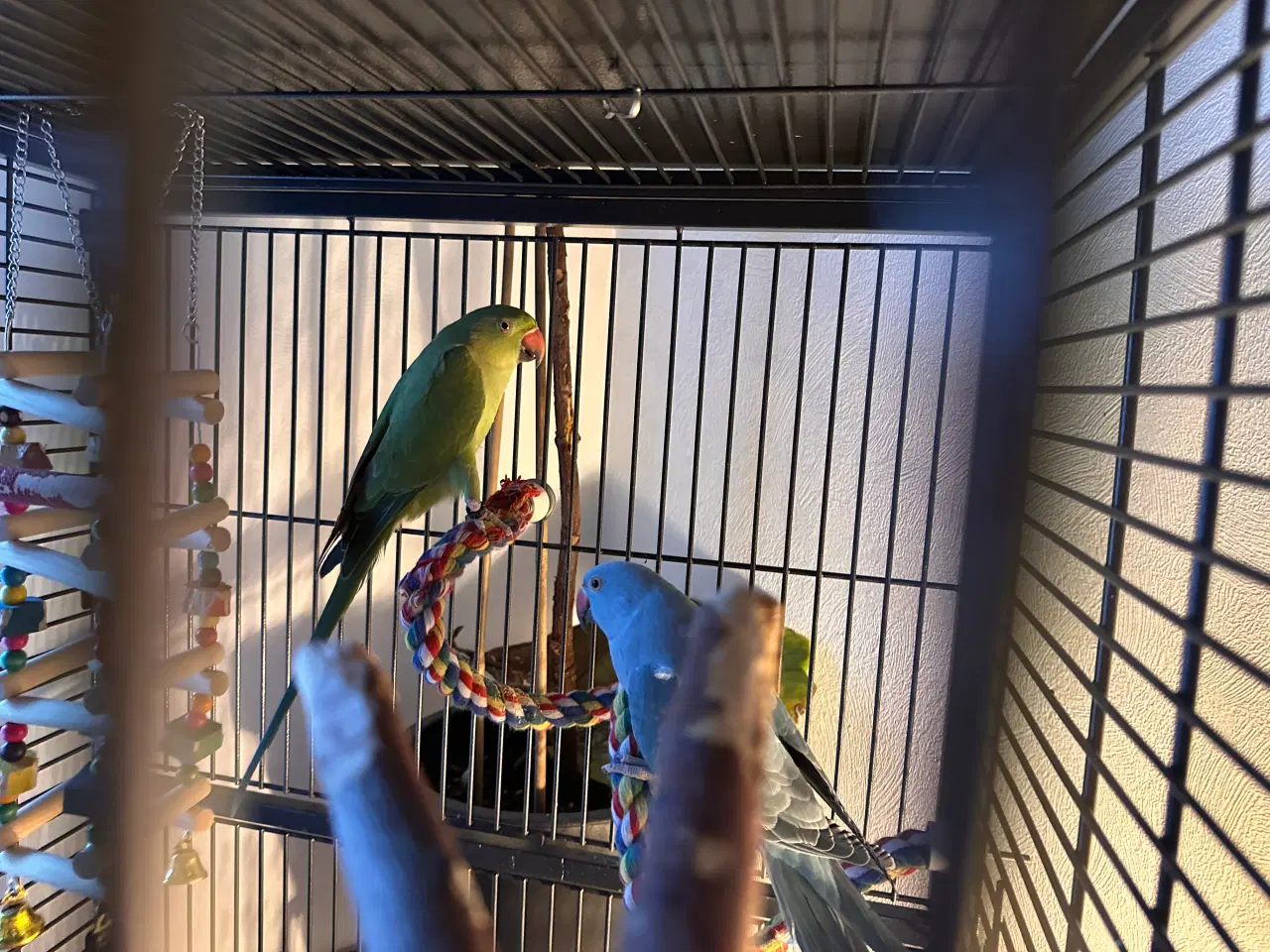 Billede 5 - Aleksandra parakitter 
