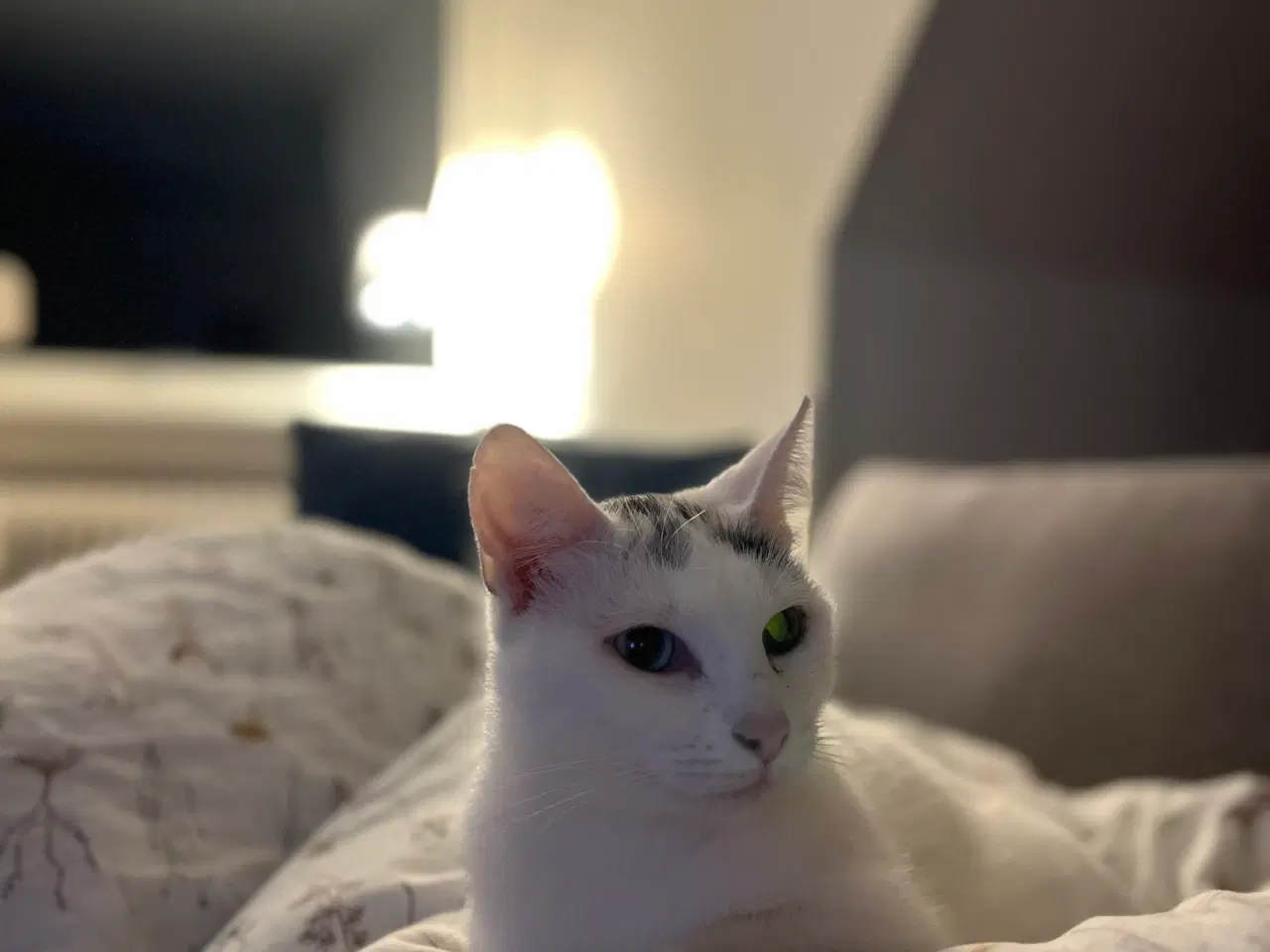 Billede 4 - Tyrkisk van (hunkat)