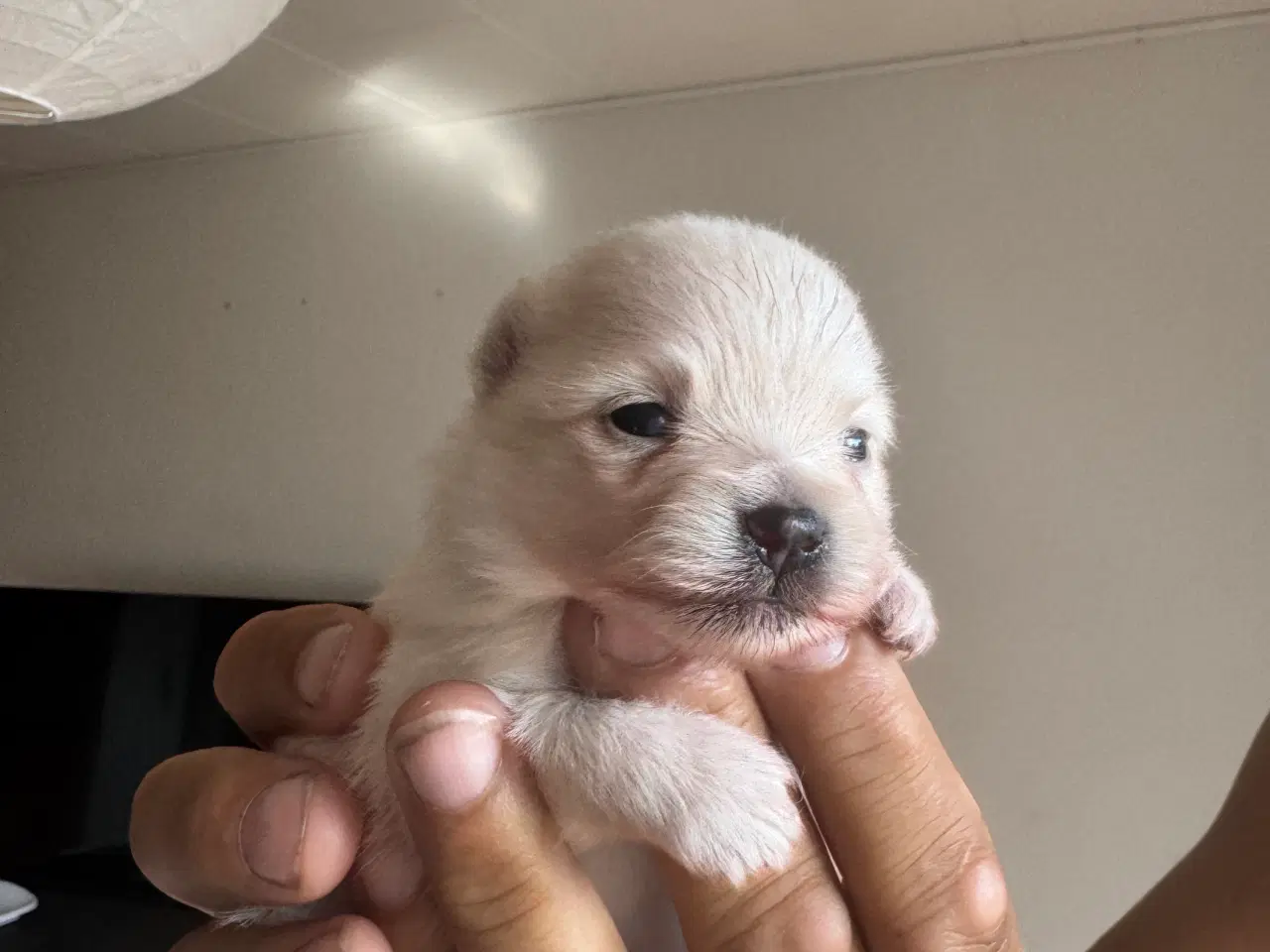 Billede 4 - Pomeranian Merle hvalp 