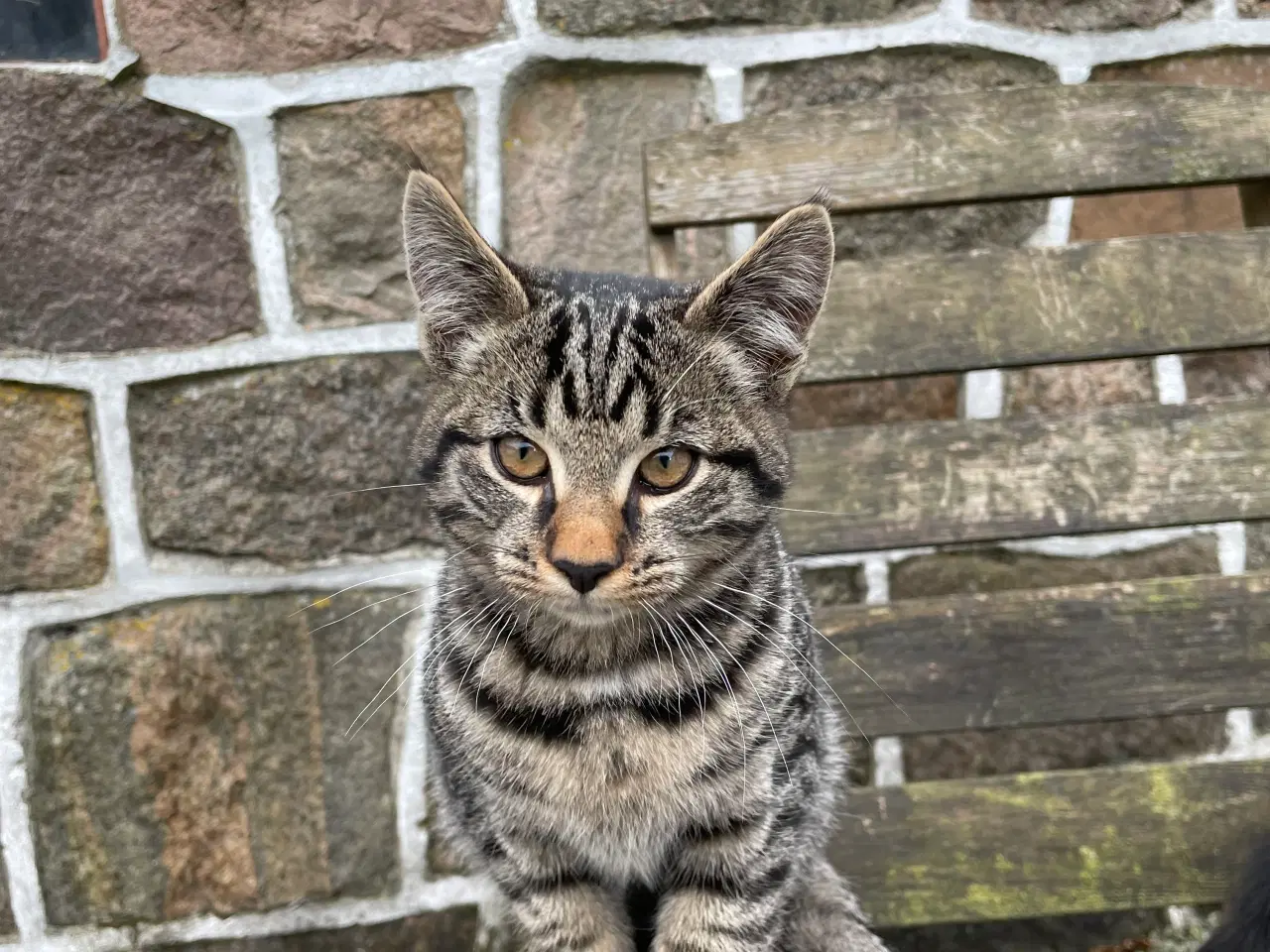 Billede 3 - 2 kattekillinger sælges samlet