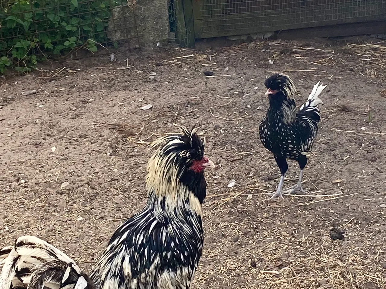 Billede 1 - Polish chickens
