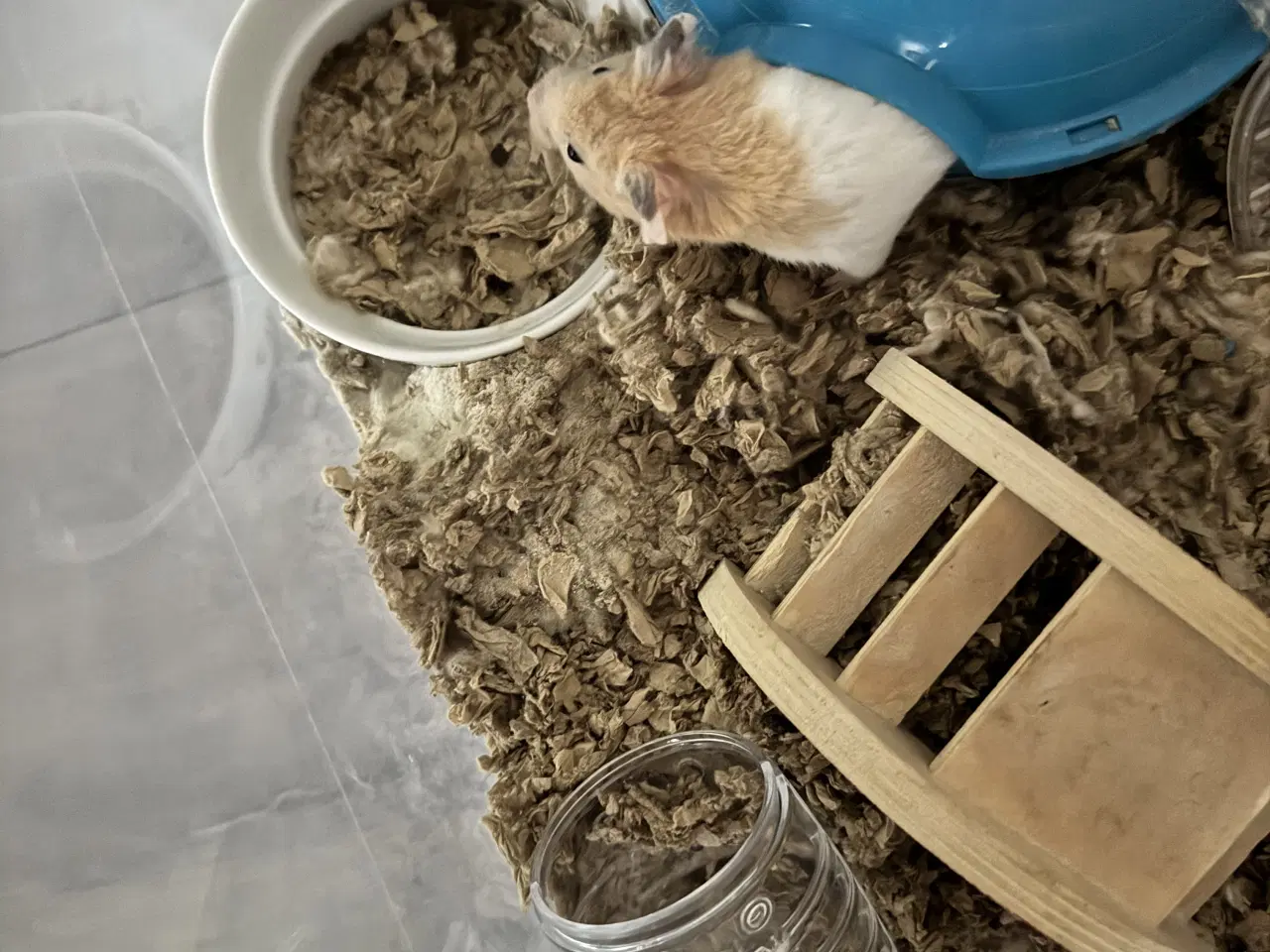 Billede 3 - 2 hamster 🐹 sælges