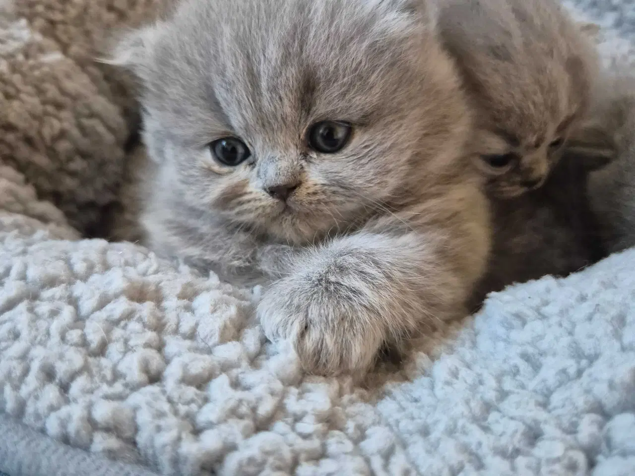 Billede 1 - 🐾 British Shorthair killinger 