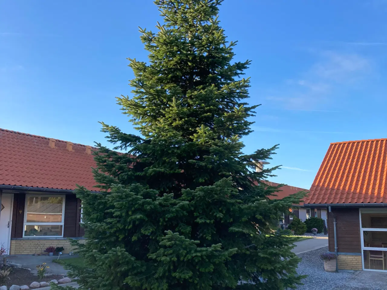 Billede 1 - 8 m højt grantræ til juleudsmykning