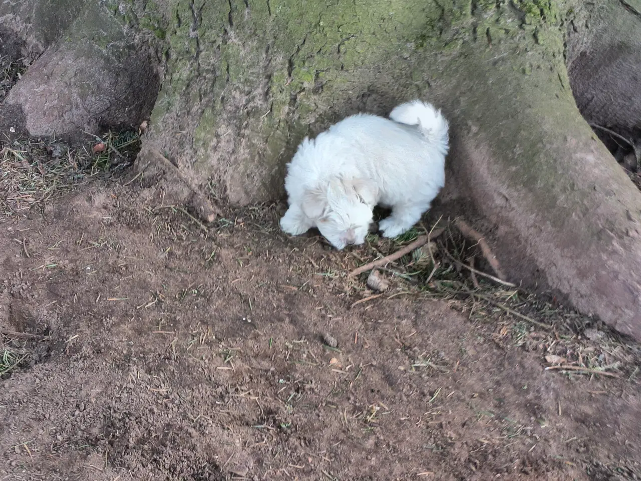 Billede 7 - Maltipoo - malteser hvalpe