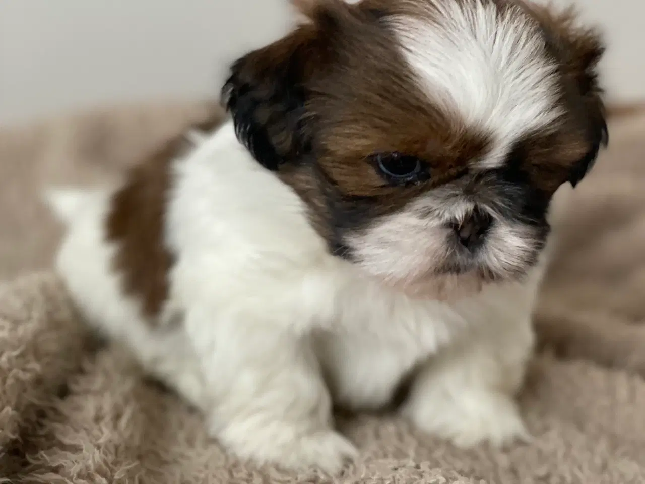 Billede 7 - Shih Tzu hvalpe 