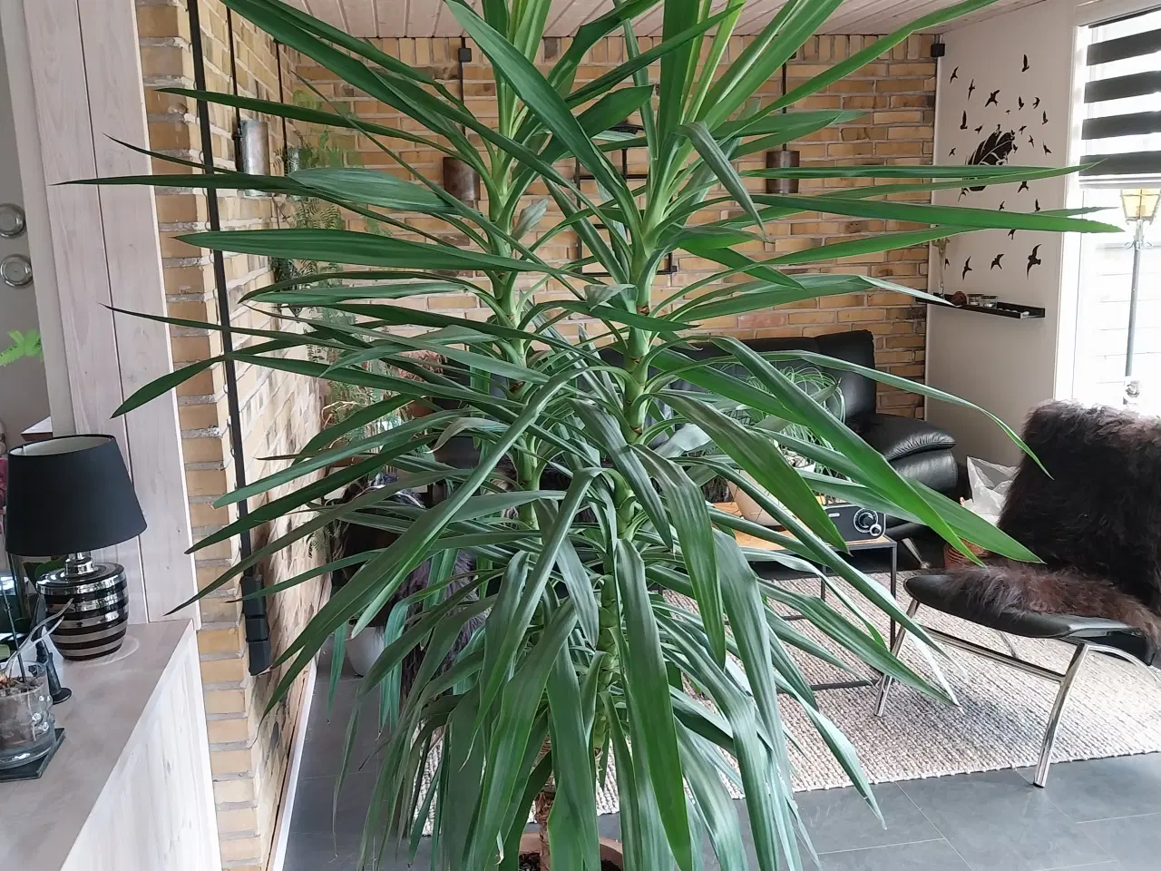 Billede 3 - Yucca palme 