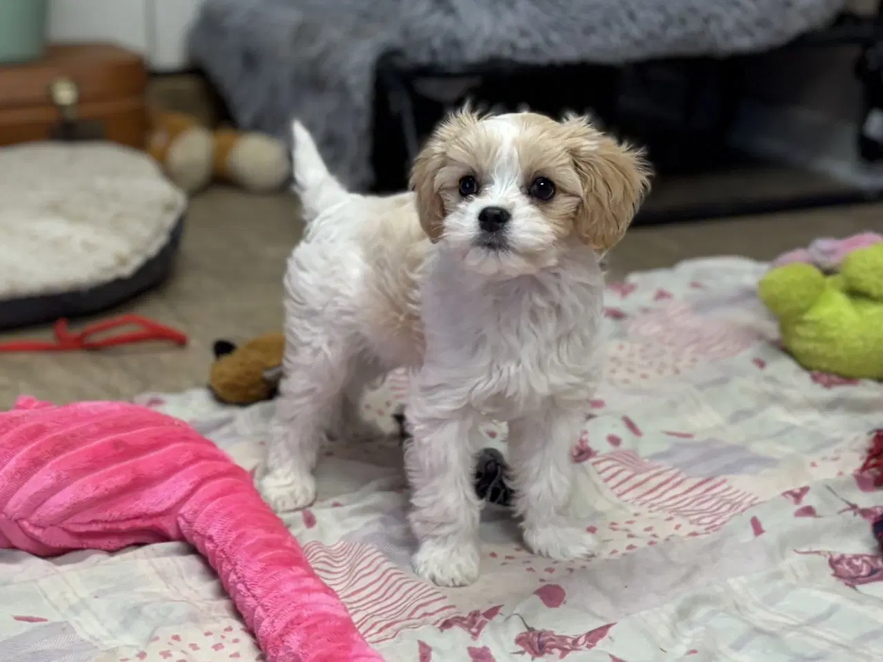 Billede 14 - Den smukkeste Mini Cavapoo pige 