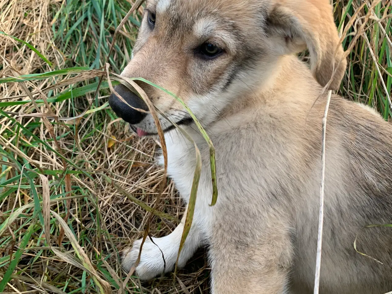 Billede 10 - Hvalpe af hvid schæfer og tjekkoslovakisk ulvehund