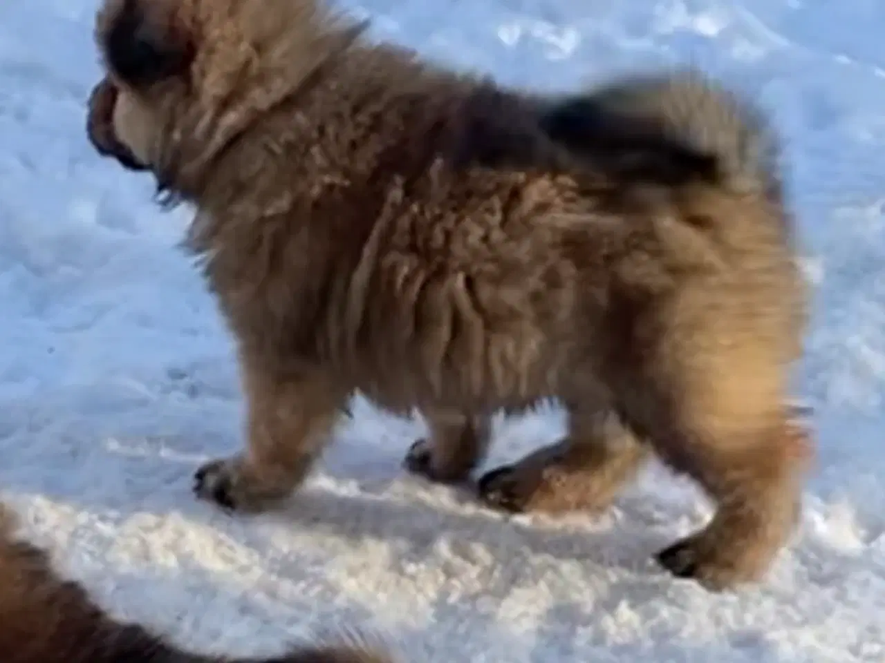 Billede 8 - Chow Chow blandinger