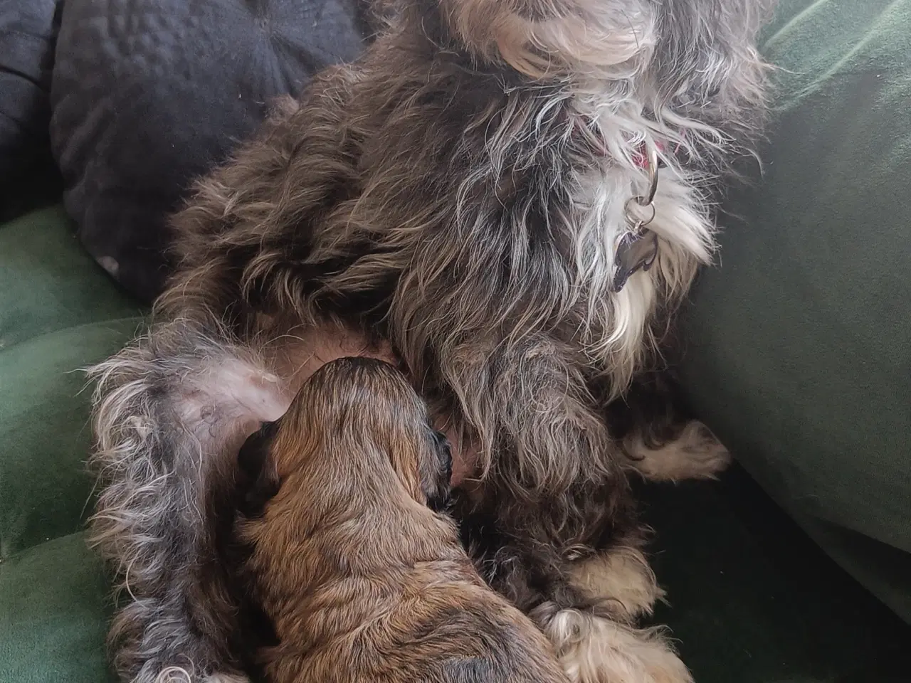 Billede 4 - Bichon Havanais klar til nyt hjem i næste uge