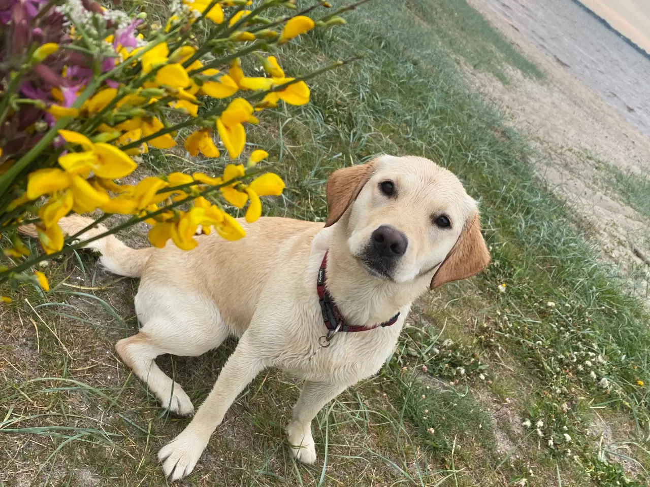 Billede 1 - Labrador hvalpe søger nyt kærligt hjem 