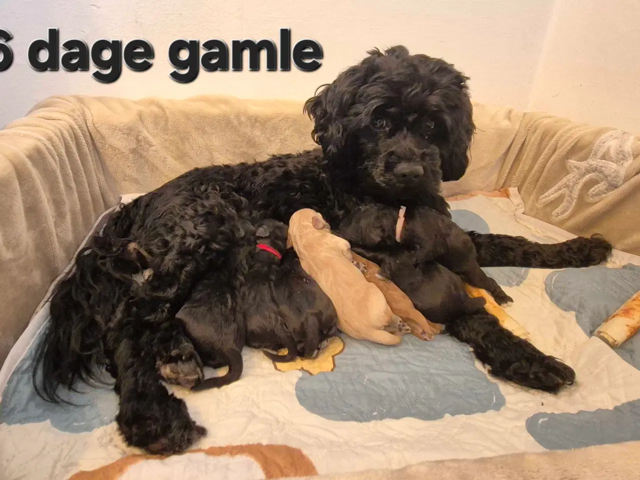 Billede 3 - Mini cockapoo f1B