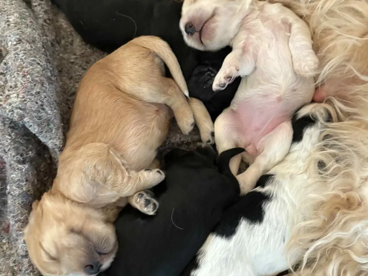 Billede 3 - Engelsk cocker spaniel hvalpe 