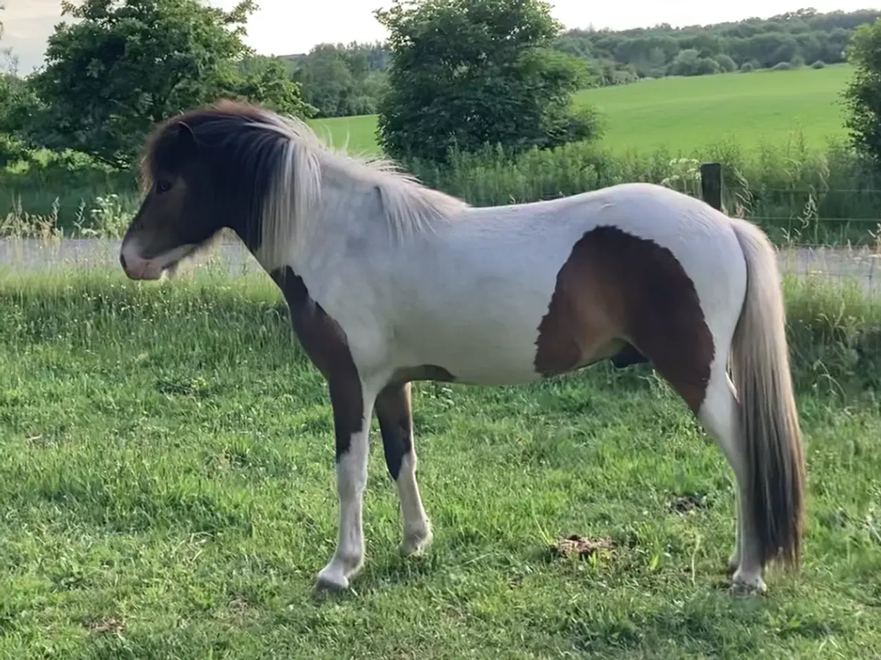 Billede 13 - 2 års islænder hingst