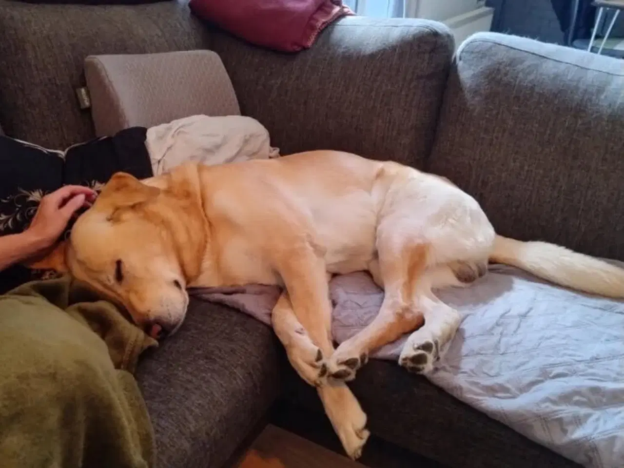 Billede 9 - Rulaber ( Labrador-Ruhåret hønsehund )