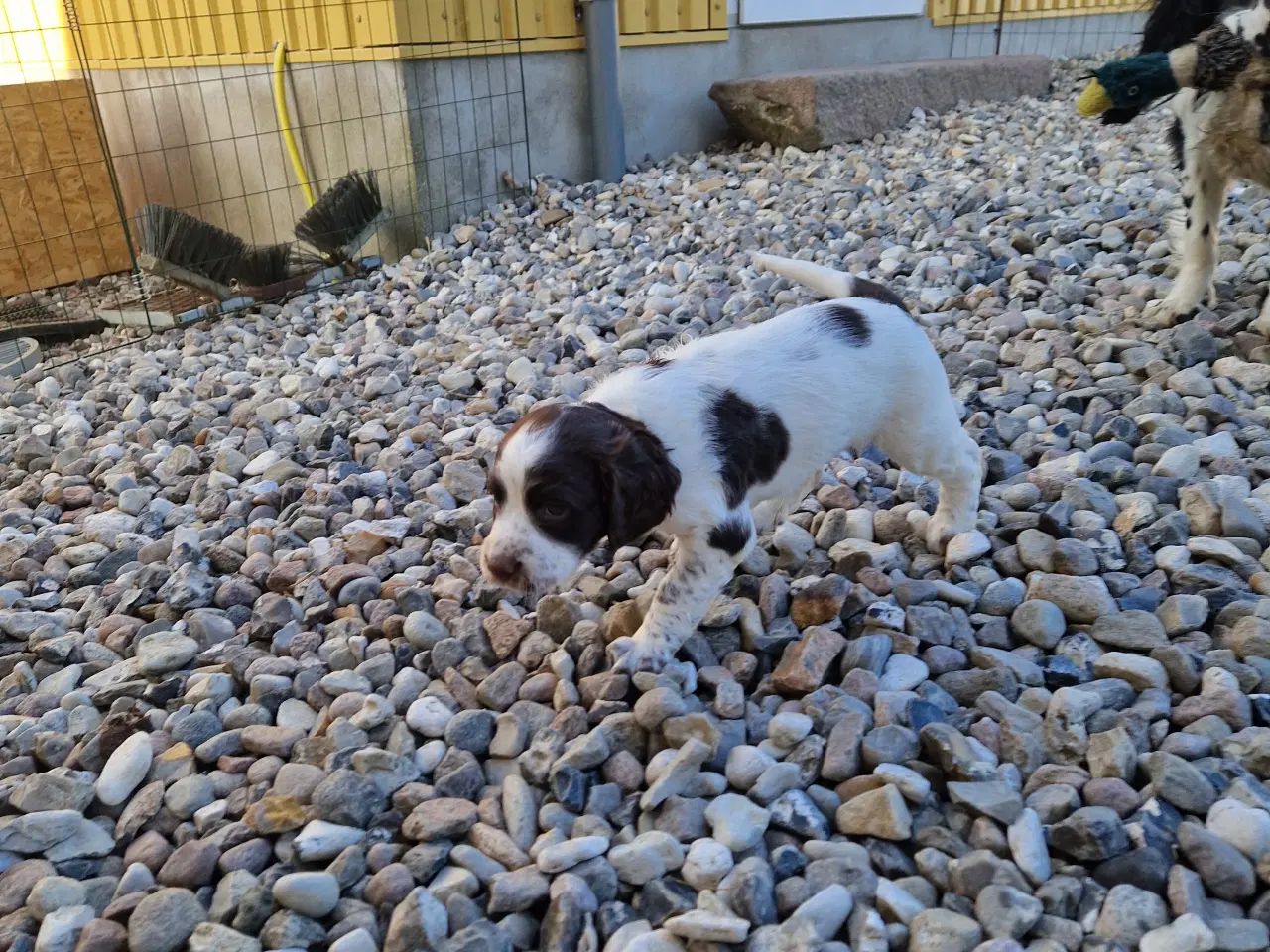 Billede 9 - Engelsk springer spaniel 
