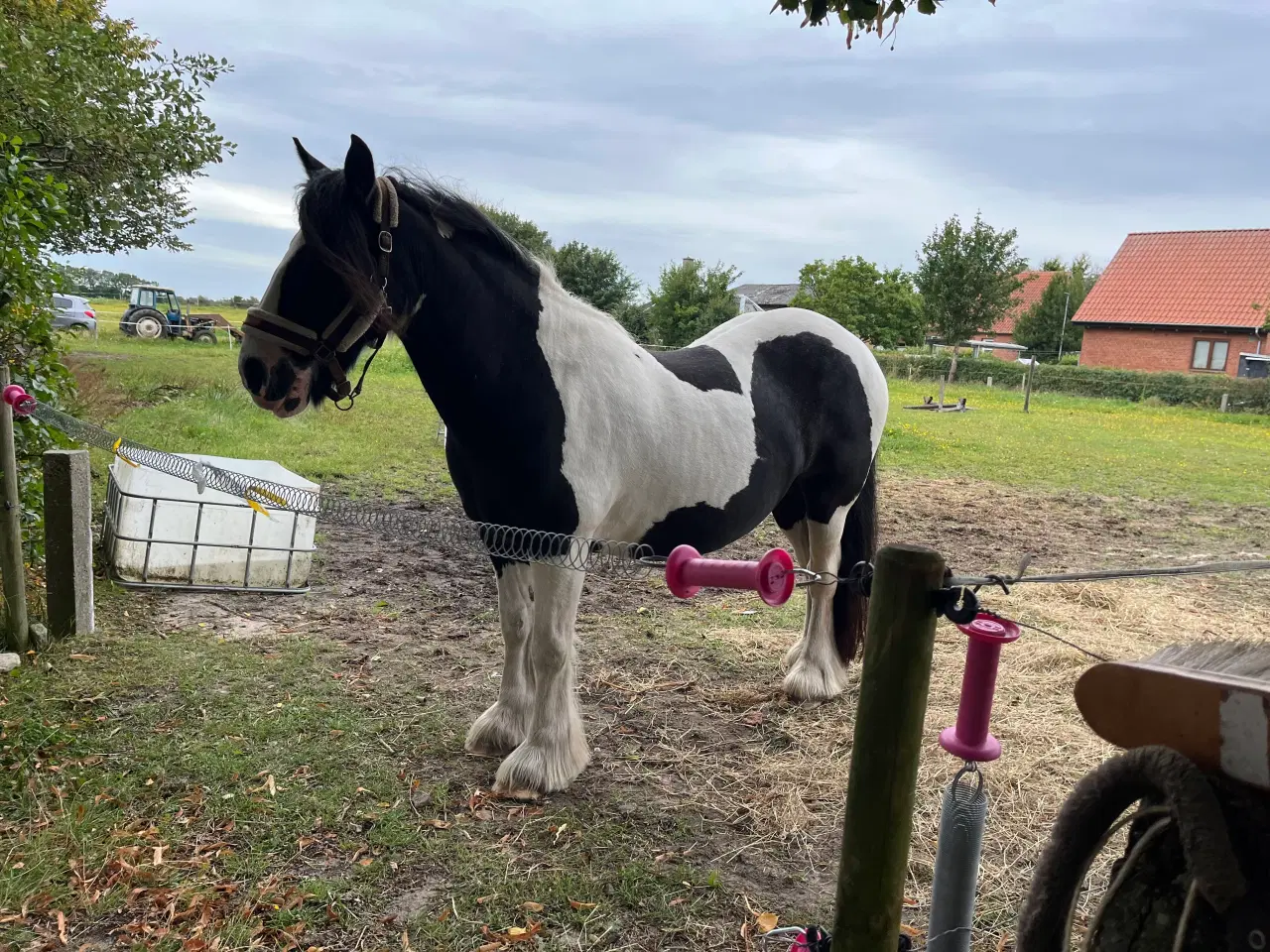 Billede 4 - Lækker kone hest