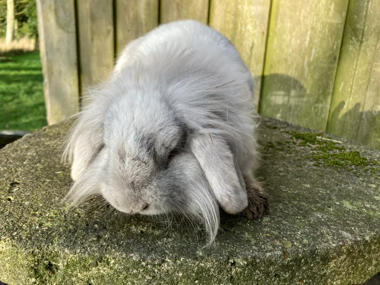 Billede 2 - Lulu søger et kærligt hjem