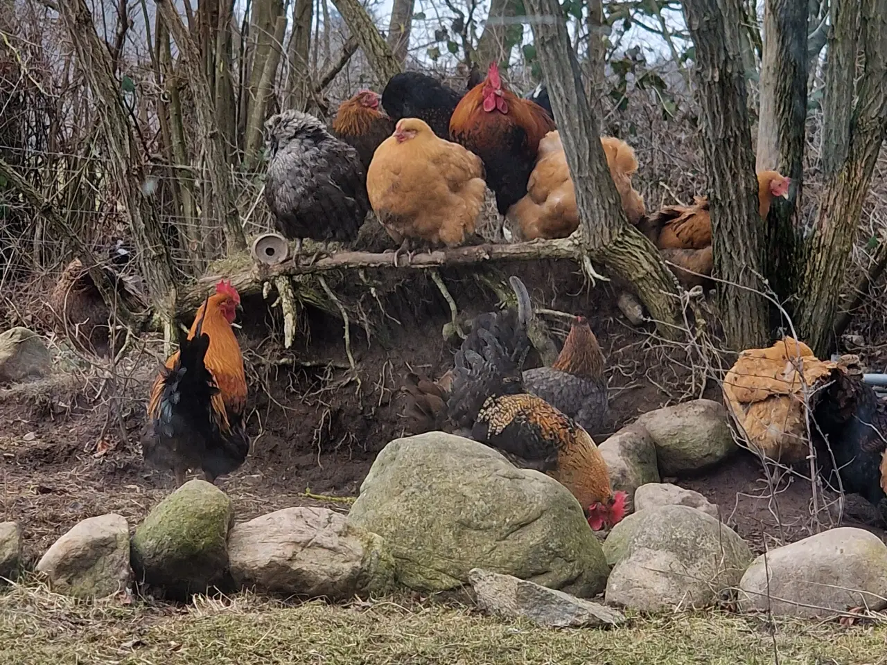Billede 1 - 🐓 Høns sælges – små flokke klar til ny gård