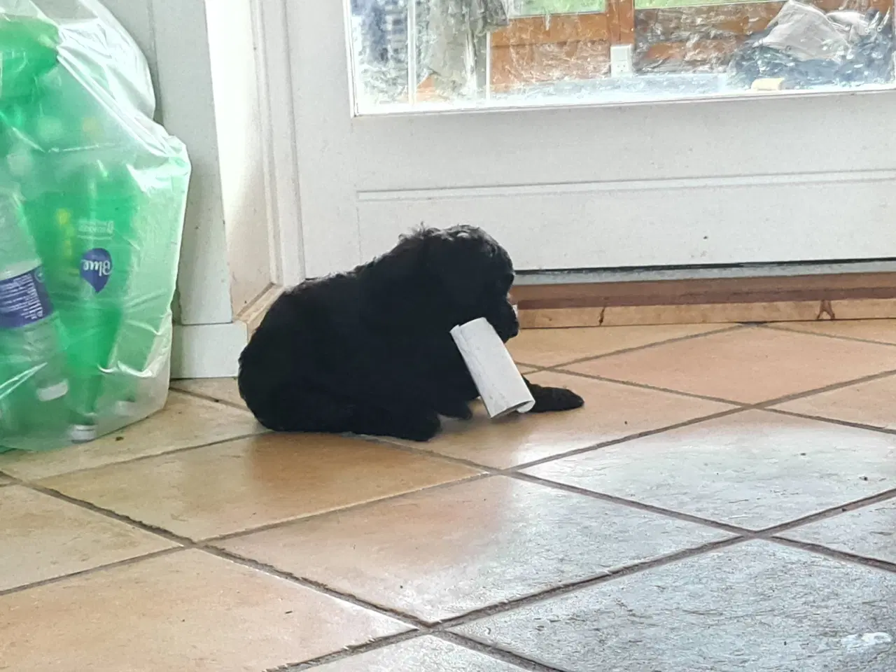 Billede 3 - Stor pudler