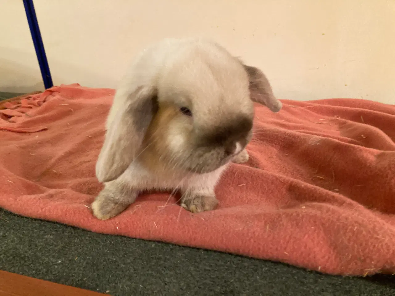 Billede 3 - Minilop Hunkanin søger nyt hjem