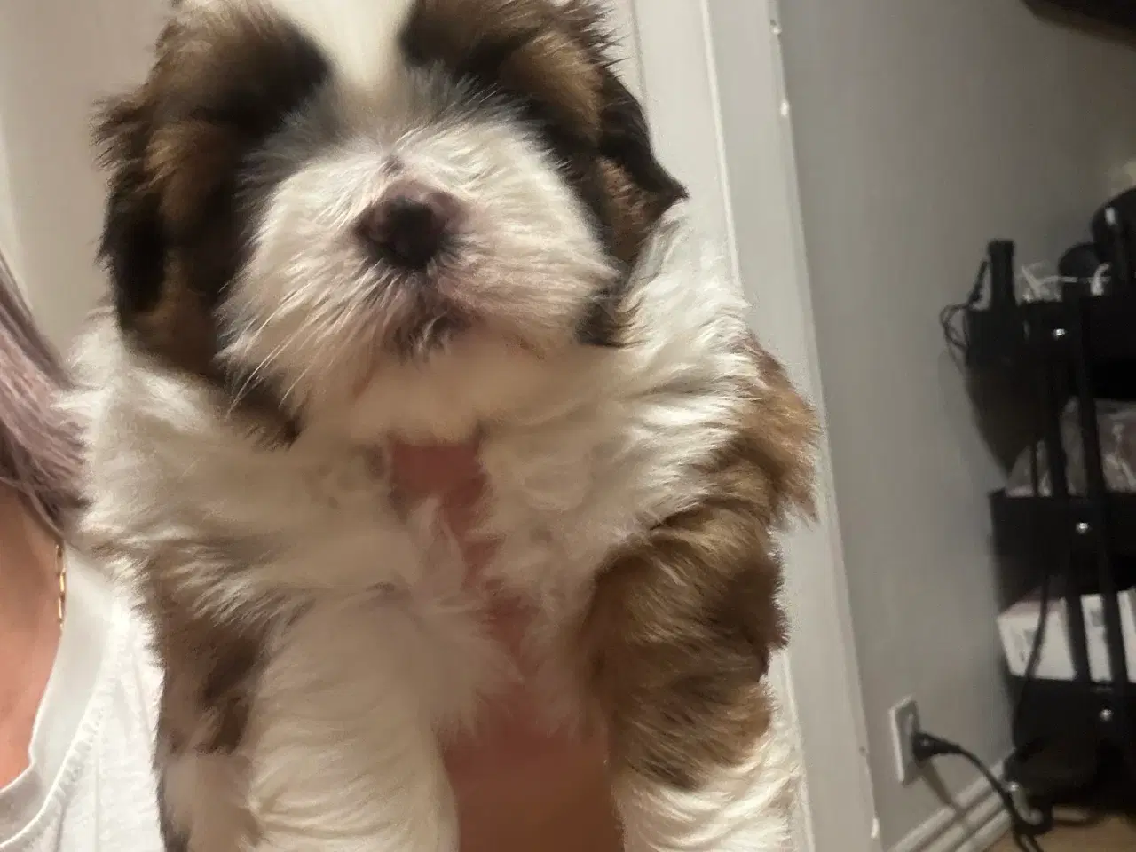 Billede 1 - Shih tzu hvalpe 