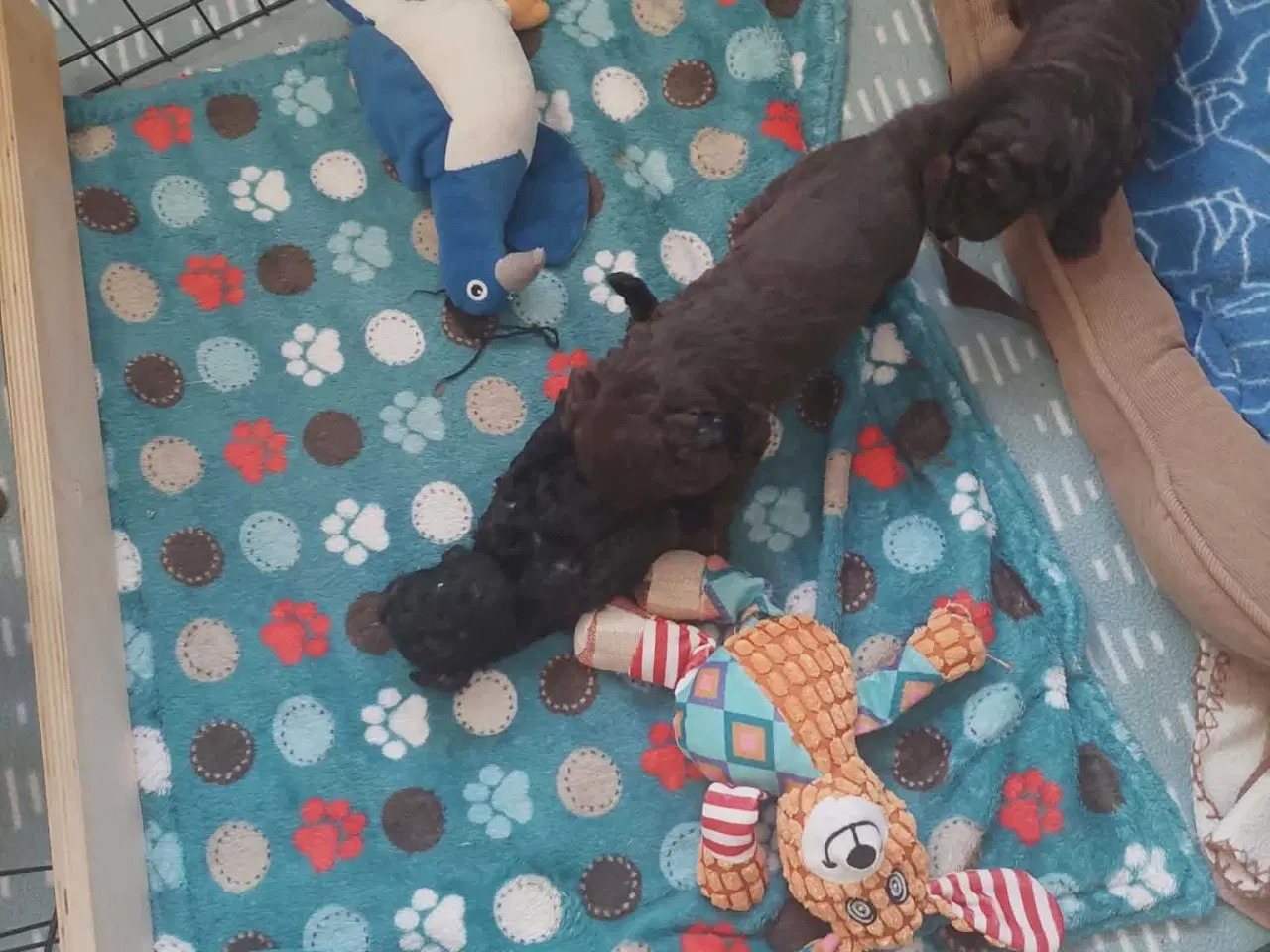 Billede 4 - Dværg puddel  hvalpe 