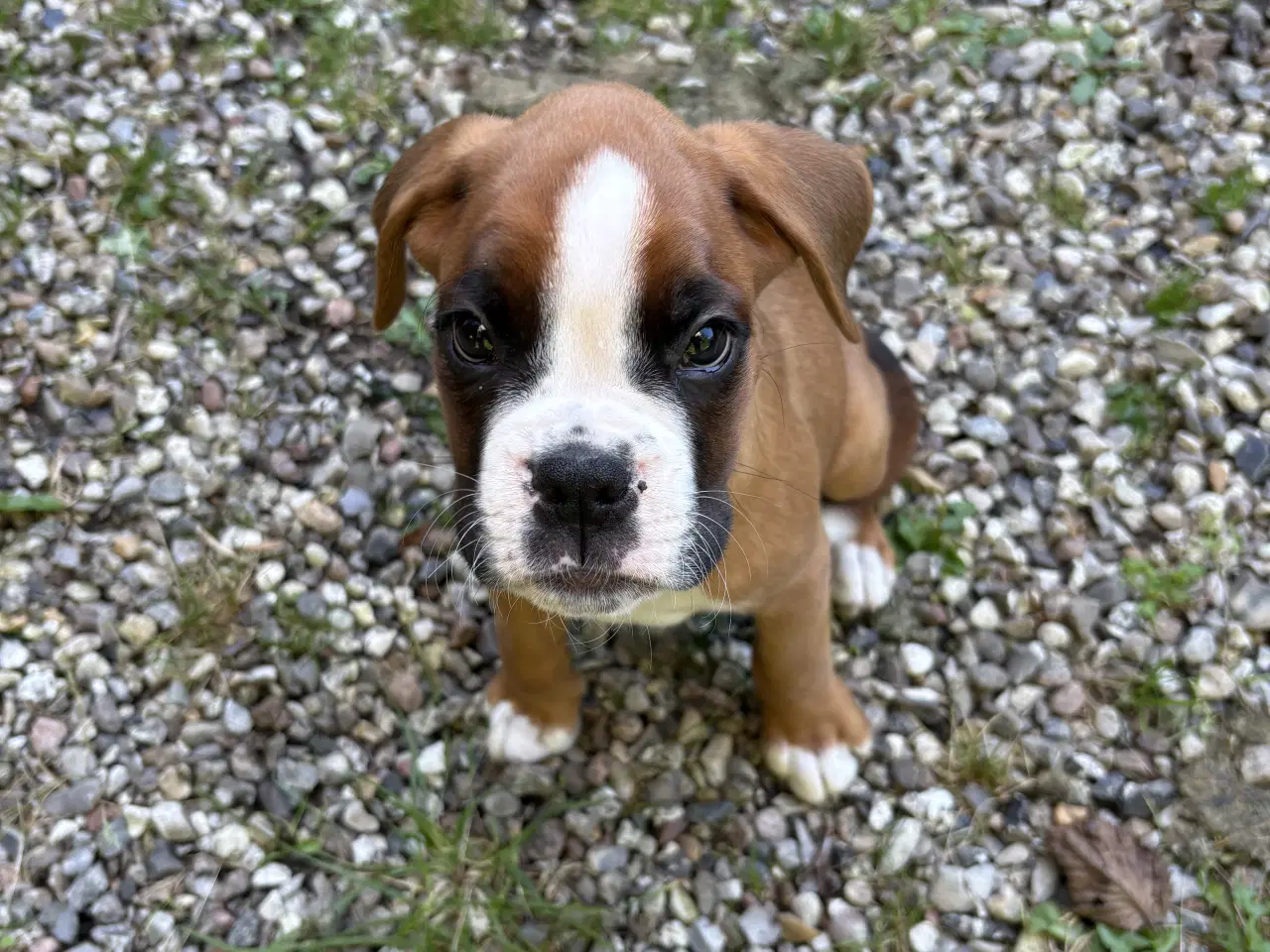 Billede 4 - Boxer hvalpe til Salg til rette familie/person