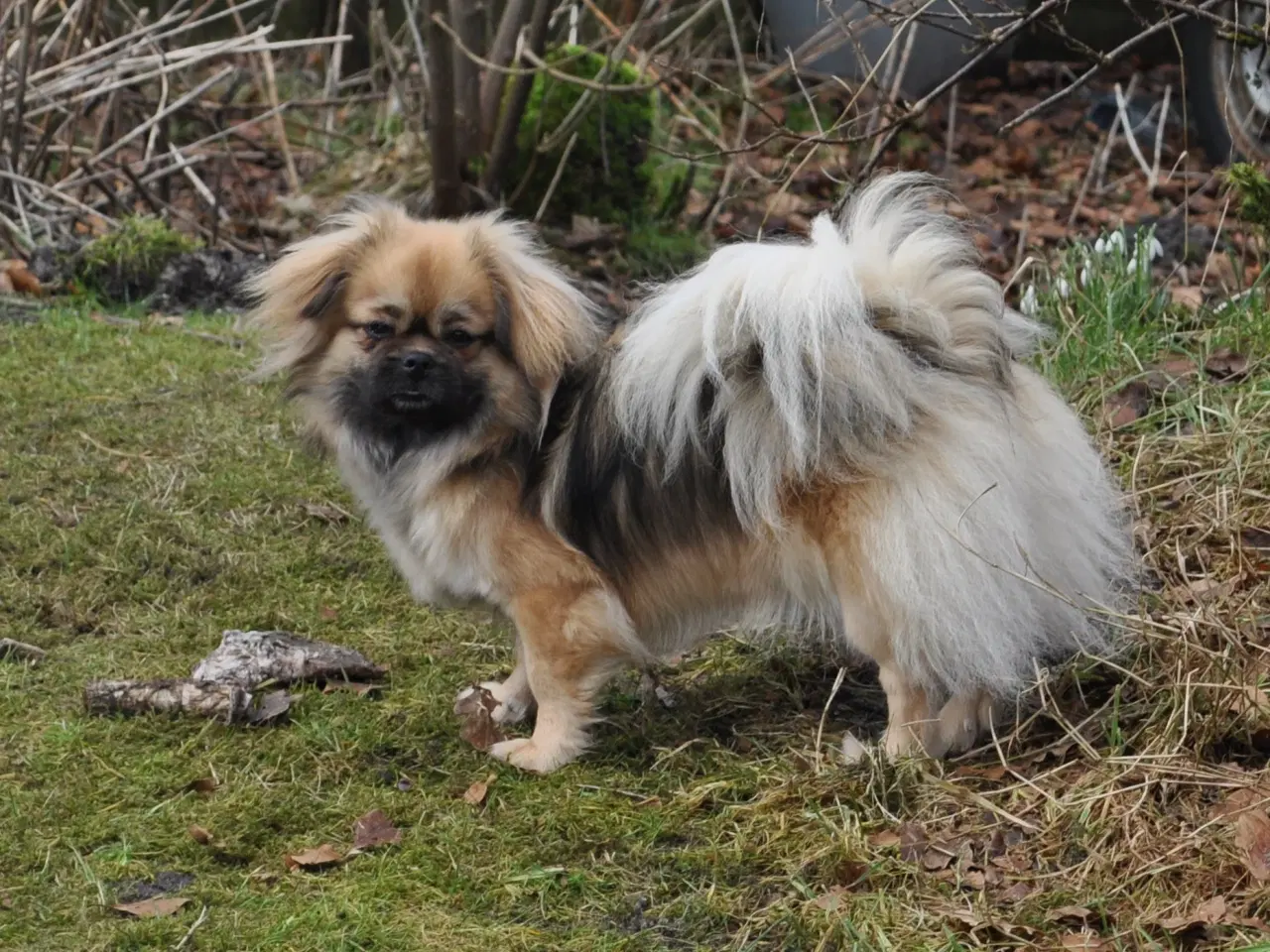 Billede 2 - Tibetansk Spaniel - pige 22 mdr.